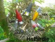 画像13: イソノファクトリー　HなＢｉｒｄｉｅ　１４特典（フックサービス）