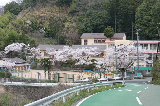 画像: ４．１６　さくら