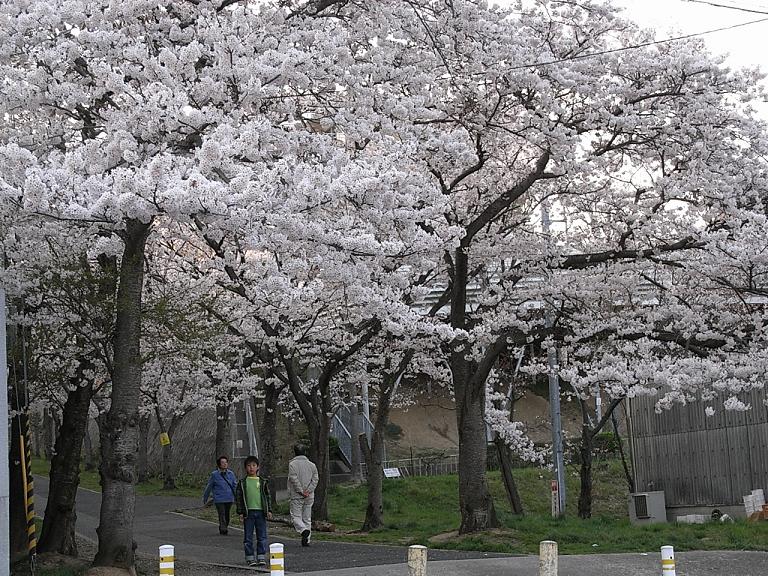 画像: 日本に生れてよかった